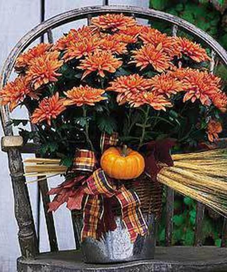 Blooming mum plant.